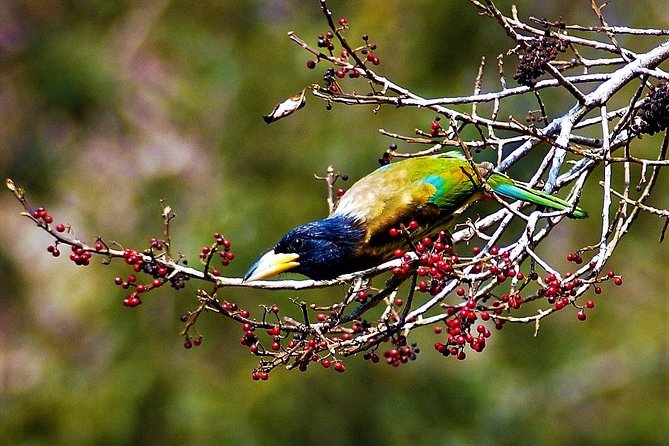 Nepal Birding - Guides who make the difference