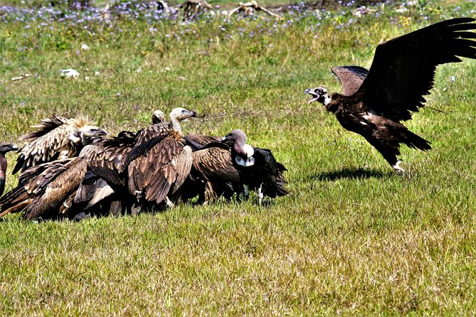 Nepal Birding - Who should book this outing?