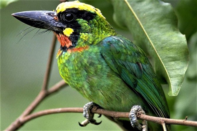 Phulchoki bird-watching tour - Why Phulchoki is Kathmandu’s best birding escape