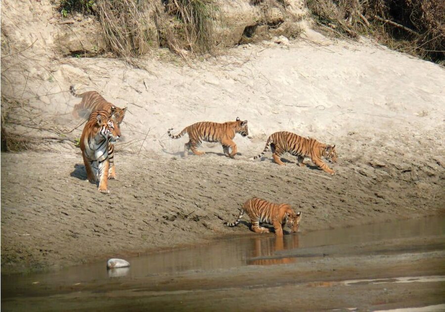 Pokhara: 1 Night 2 Day Chitwan Safari Tour - At a glance: what this Chitwan trip delivers