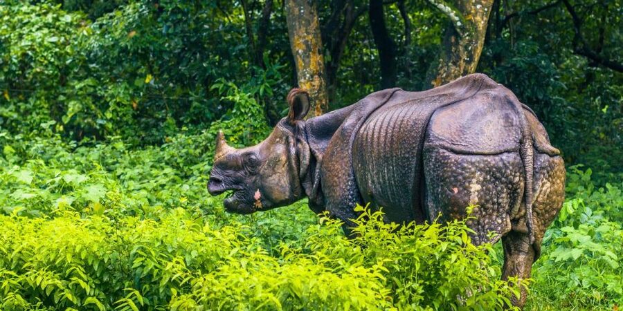 Pokhara: 1 Night 2 Day Chitwan Safari Tour - The big trade-off: two days, but plenty of road time