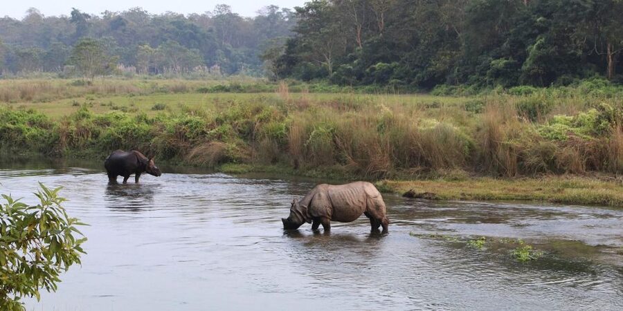 Pokhara: 1 Night 2 Day Chitwan Safari Tour - Arriving in Chitwan and settling in