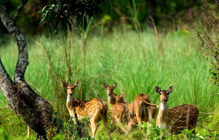 Pokhara: 1 Night 2 Day Chitwan Safari Tour - Breakfast, then the road back