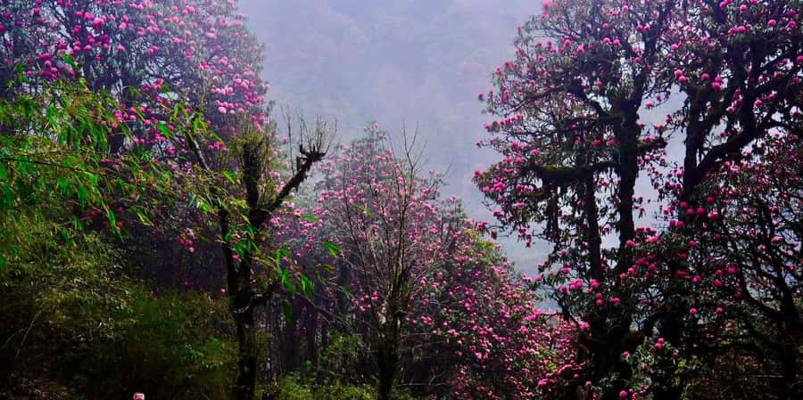 Pokhara: 3- days Poon Hill Trek - Who should book this Poon Hill trek?