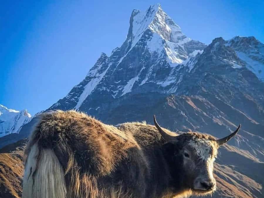 Pokhara: 4-Day Mesmerizing Mardi Himal Guided Trek - Why this four-day route works from Pokhara