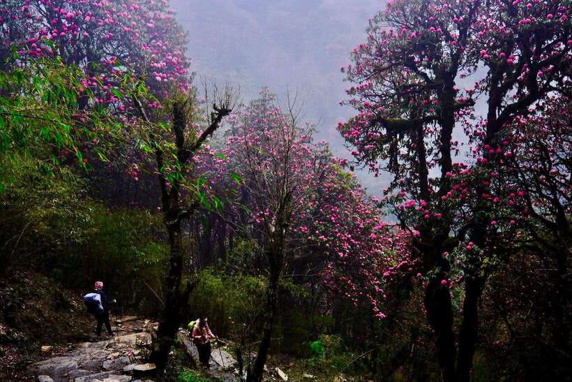 Pokhara: 4-Day Poon Hill and Ghandruk Guided Trek - Day four: A final morning, then the road to Pokhara