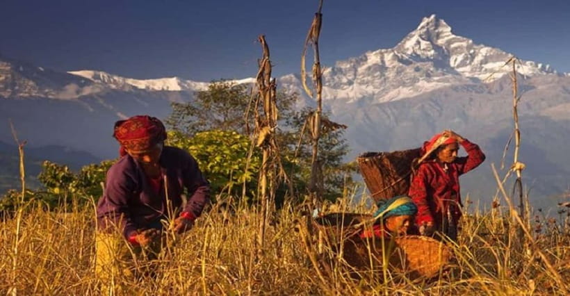 Pokhara: Annapurna Day Hike with Panoramic Views - Who Should Book This Walk?