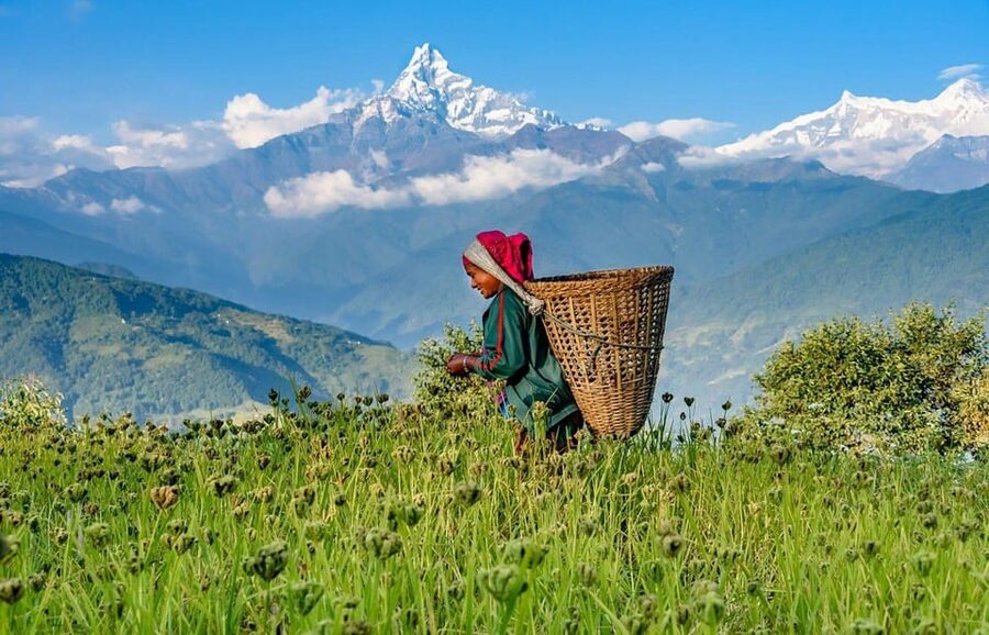 Pokhara: Annapurna Foothills Private Day Hike with Transfers - Down through Dhampus Village to Phedi