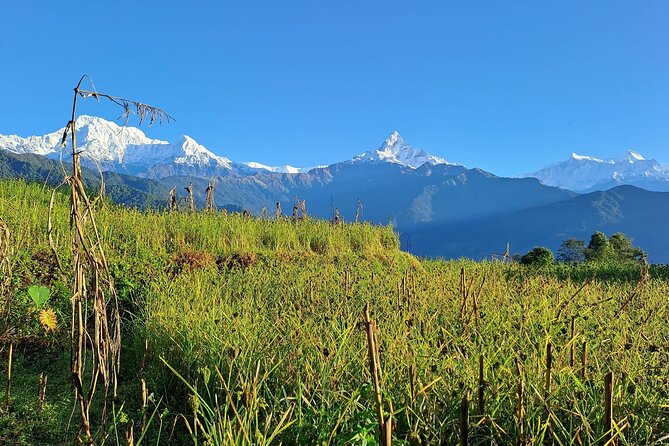 Pokhara: Easy Day Hike to Australian Camp & Dhampus Village - What the guide adds to the day