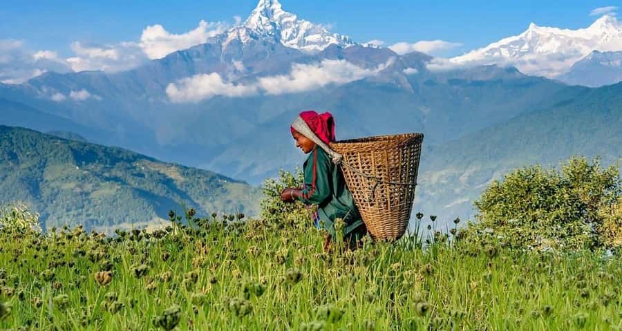Pokhara: Guided Day Hike From Dampus To Australian Base Camp - Reaching Australian Base Camp at 2,100 meters