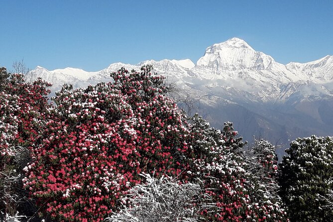 Pokhara: Poon Hill Ghorepani Short Trek - What the $290 price really includes