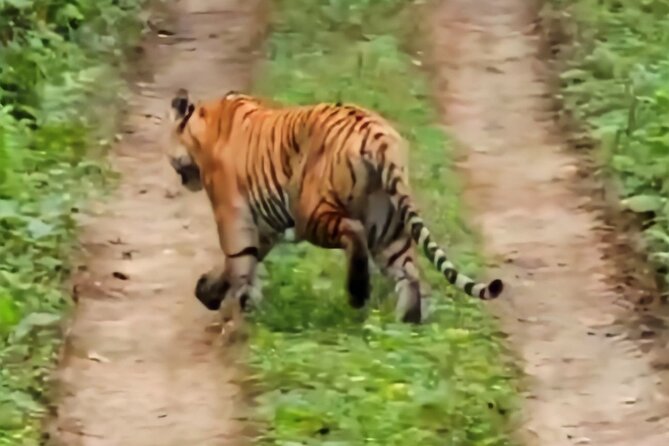 Private Jeep Safari (8-10 hrs.)inside Chitwan National Park. - The wildlife list is ambitious