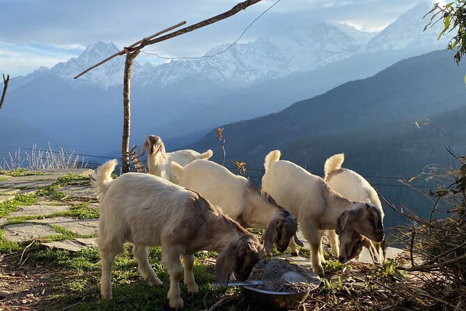 Private Tour Local Culture and The View of Mohare Danda - Key points at a glance