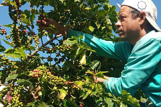 Sarangkot Village Coffee Culture and Authentic Local Life Tour - Seeing coffee from cherry to cup