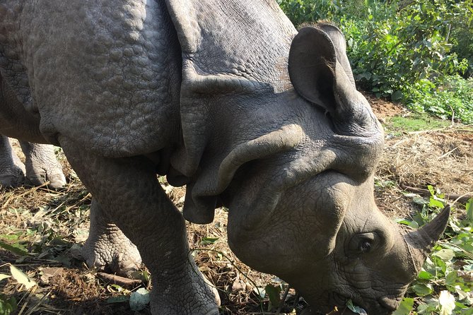 Wildlife Adventure in Chitwan Nepal - Why Chitwan makes a good break from Kathmandu